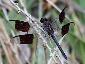 Band-winged Dragonlet female - Erythrodiplax umbrata